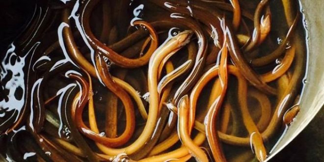 nuôi lươn sử dụng hóa chất