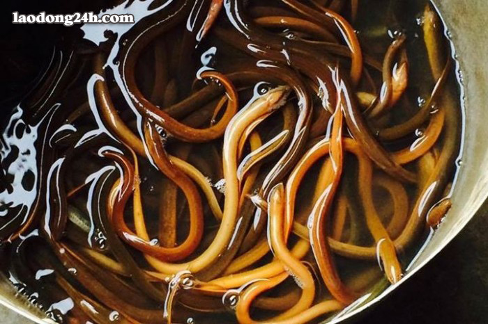 nuôi lươn sử dụng hóa chất 
